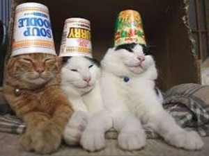 Trio Kucing Lucu Siap Show