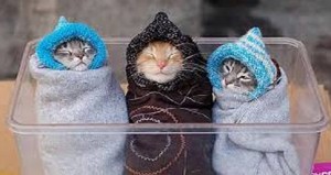 3 Kucing Lucu Siap Dinina Boboin